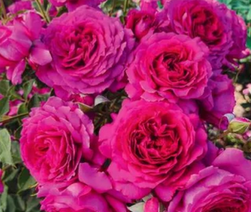 Light Years Away - Weeks Rose