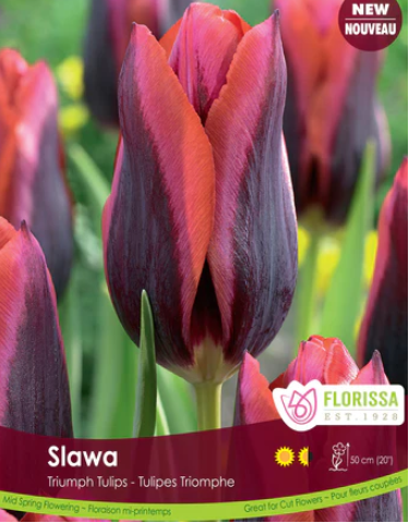 Tulip - Slawa, 6 Pack