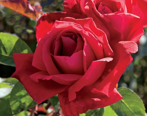 Chrysler Imperial - Star Roses and Plants