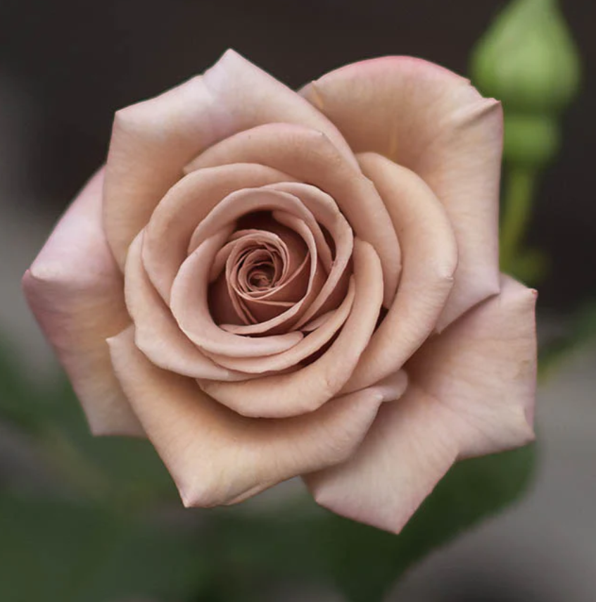 Koko Loko - Weeks Rose