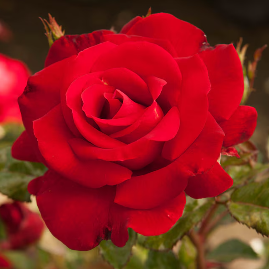 Drop Dead Red - Weeks Rose