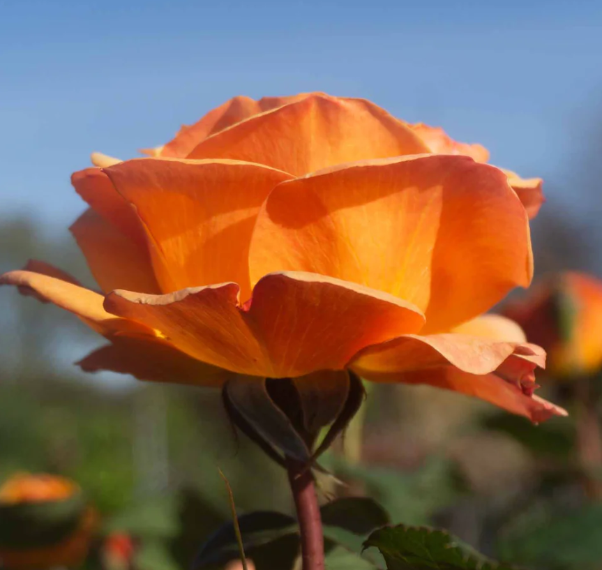 Good As Gold - Weeks Rose