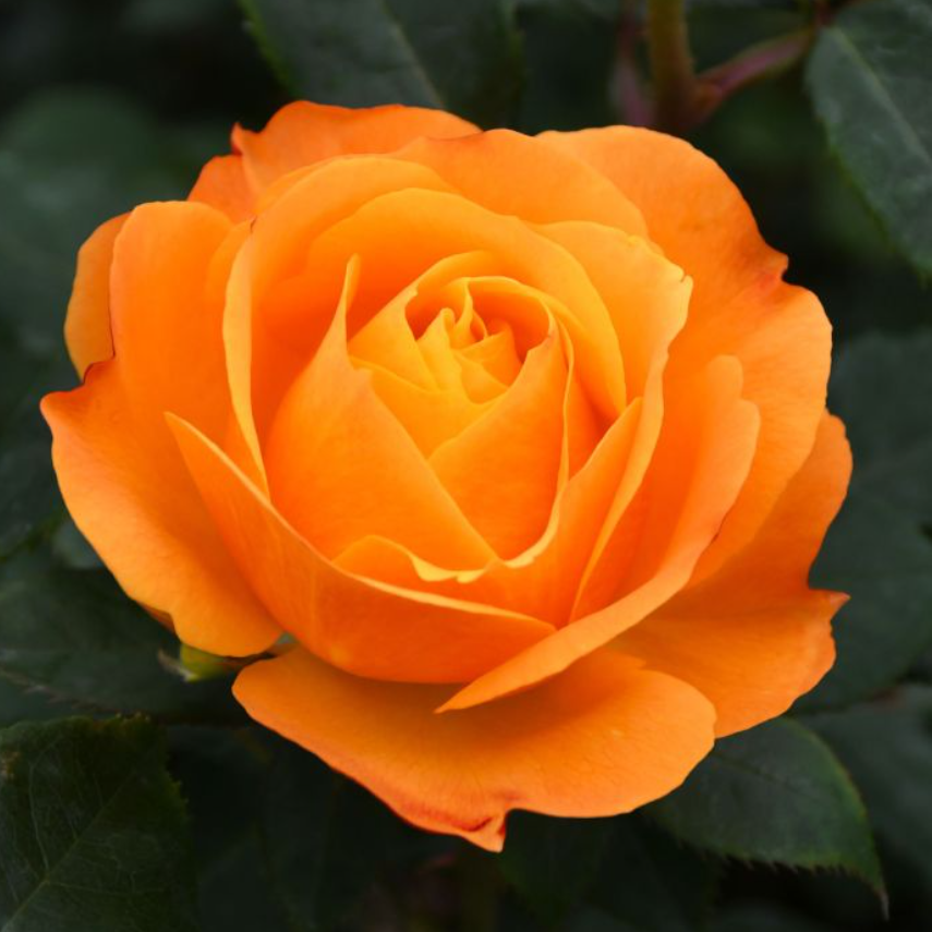 Good As Gold - Weeks Rose