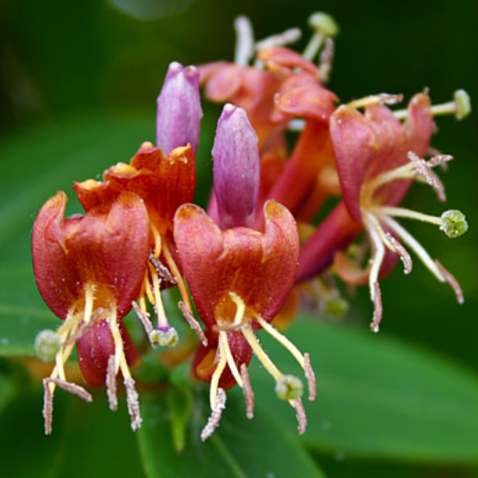 Lonicera Henryi (Honeysuckle)