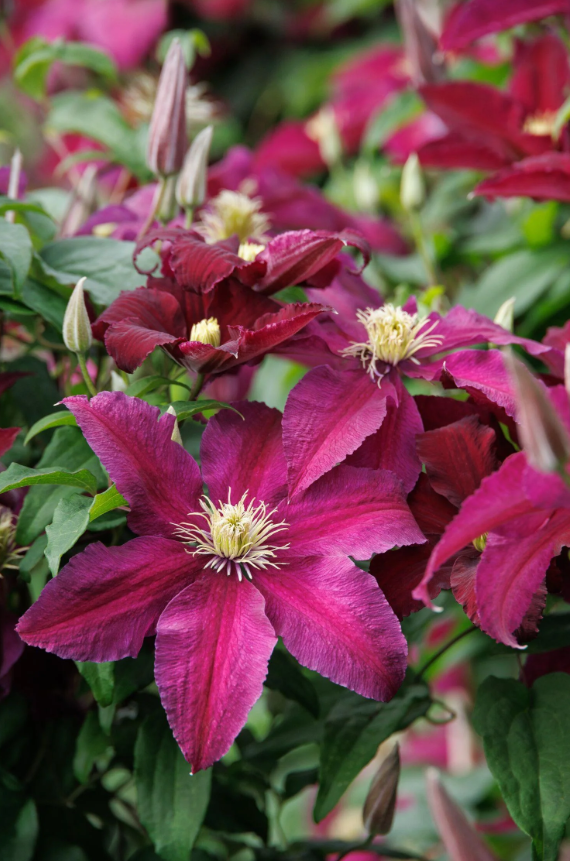 Clematis Niobe