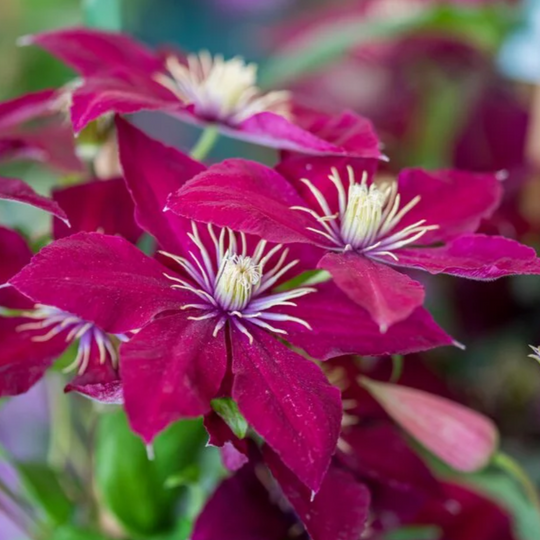 Clematis Niobe