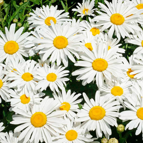 Daisy Silver Princess - Burpee Seeds