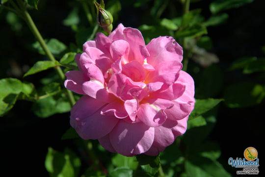 Sitting Pretty™ - Star Roses and Plants