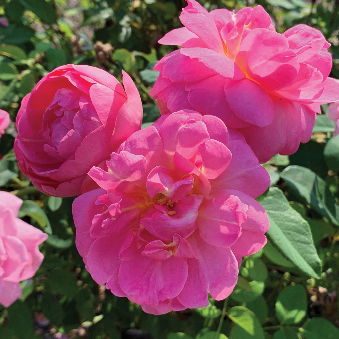 Sitting Pretty™ - Star Roses and Plants