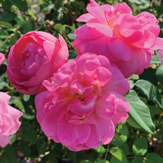Sitting Pretty™ - Star Roses and Plants