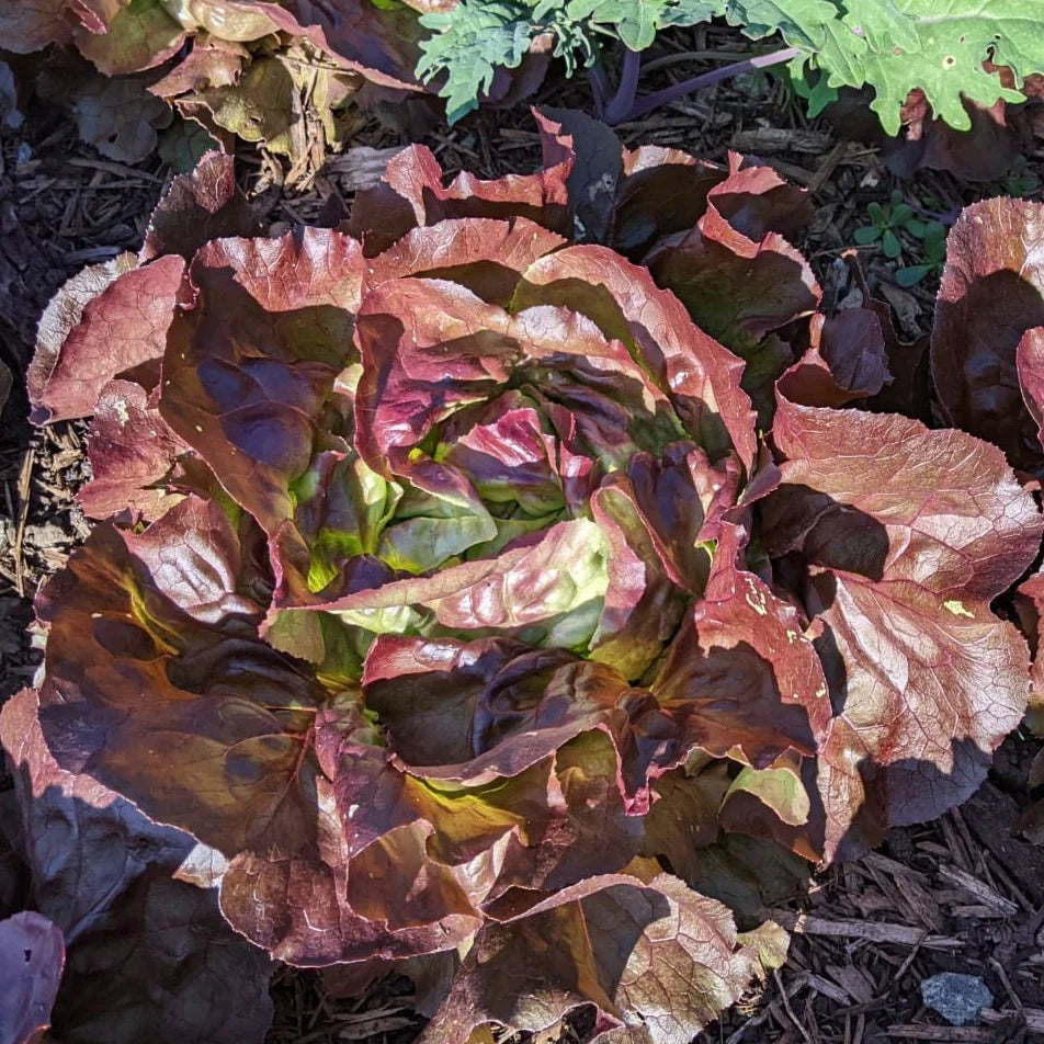 Lettuce Skyphos Butter - Saanich Organics