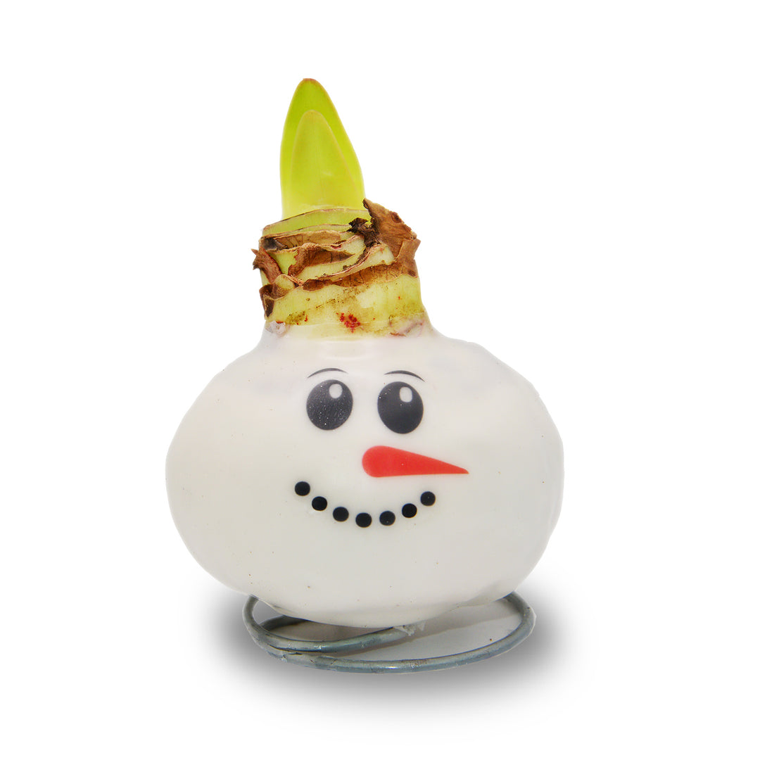 Waxed Amaryllis - Snowman Face - Red Bloom