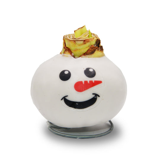 Waxed Amaryllis - Snowman Face - Red Bloom