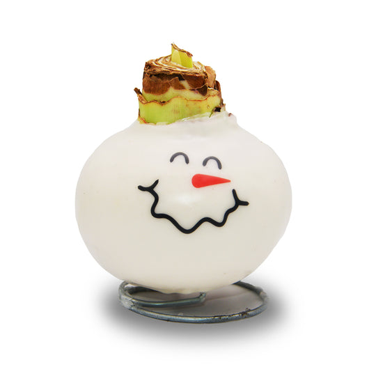 Waxed Amaryllis - Snowman Face - Red Bloom