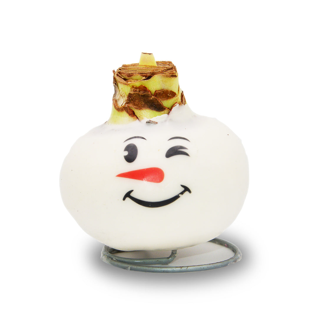 Waxed Amaryllis - Snowman Face - Red Bloom