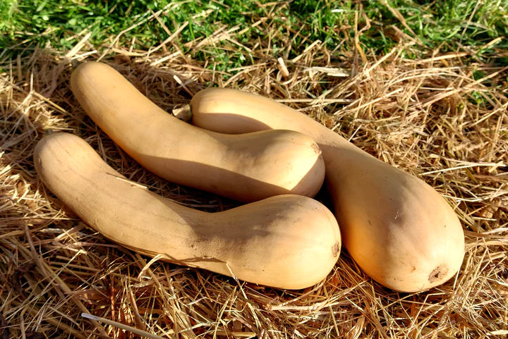 Butterbush Winter Squash - Eagleridge Seeds