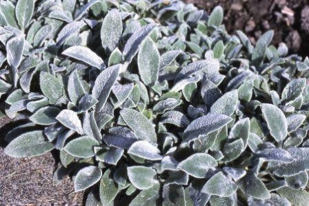 Stachys Lamb's Ear - Ontario Seed Company