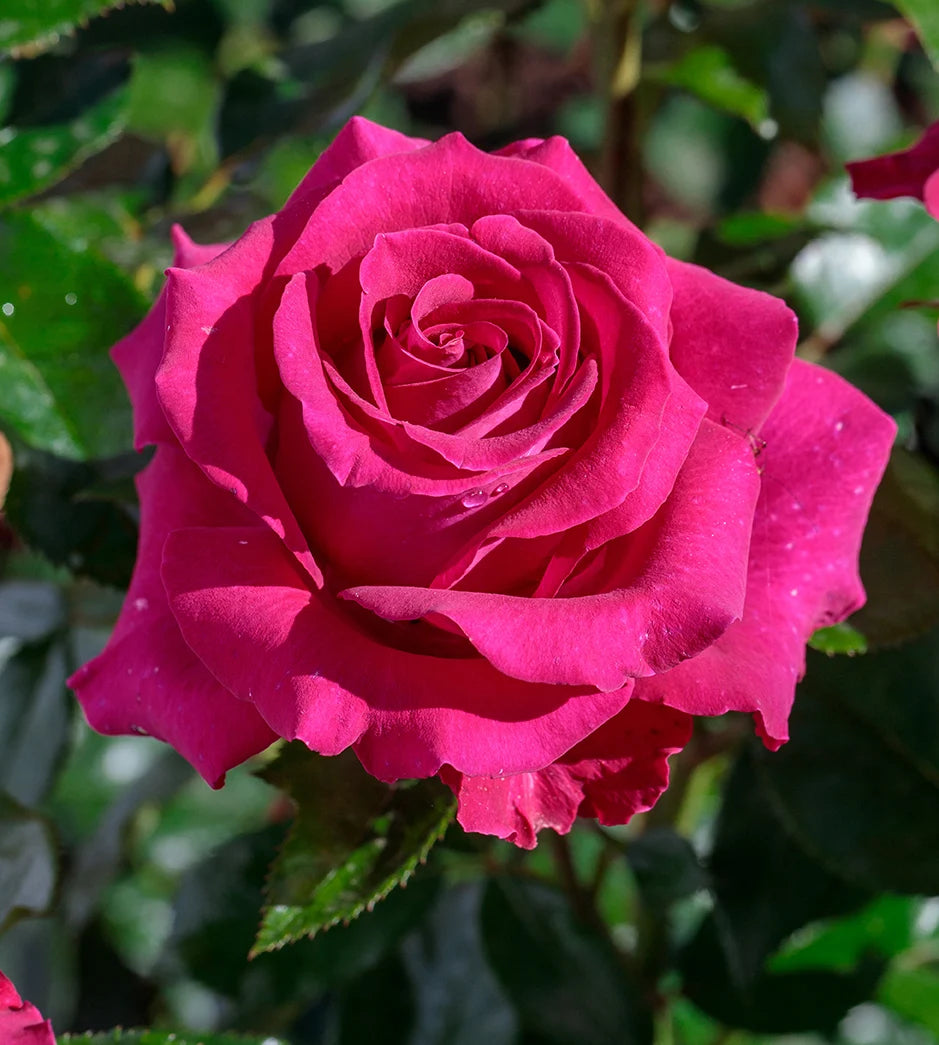 Stiletto™ - Star Roses and Plants – Wildwood Outdoor Living