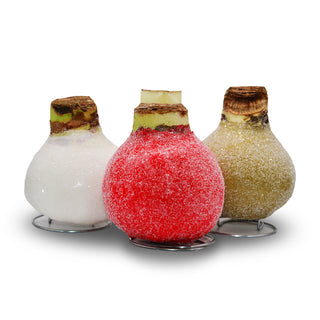 Amaryllis - Waxed Sugar Dusted - Red Bloom