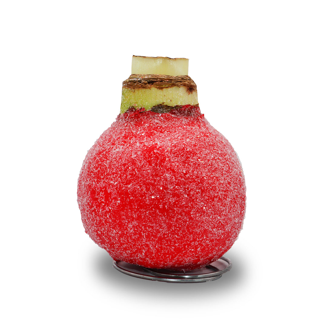 Amaryllis - Waxed Sugar Dusted - Red Bloom