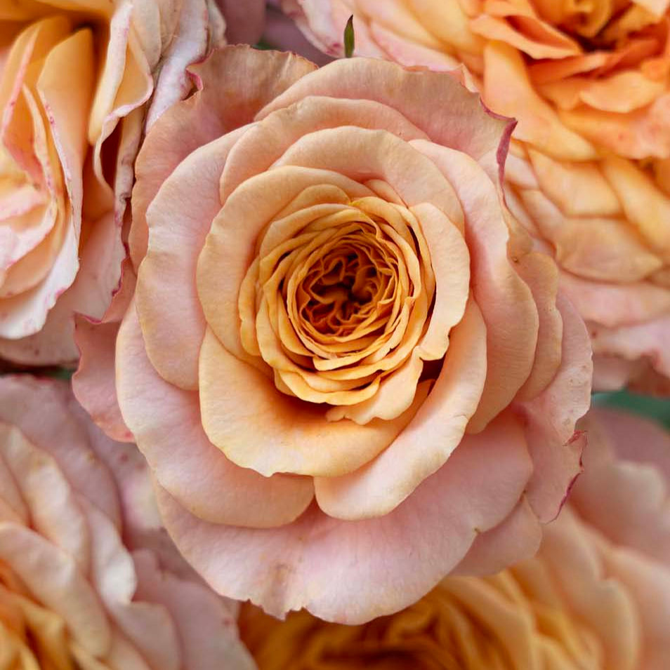 rose♡ Sunbelt® Crazy Love™ - Kordes® Roses – Wildwood Outdoor Living
