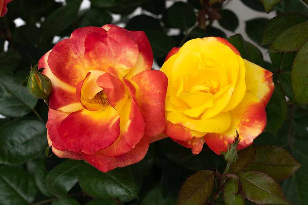 Sunbelt® Garden Flame™ - Kordes® Roses