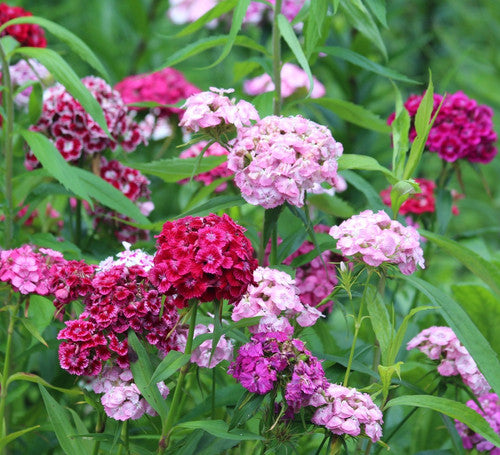 Sweet William Double Mix - Pacific Northwest Seeds