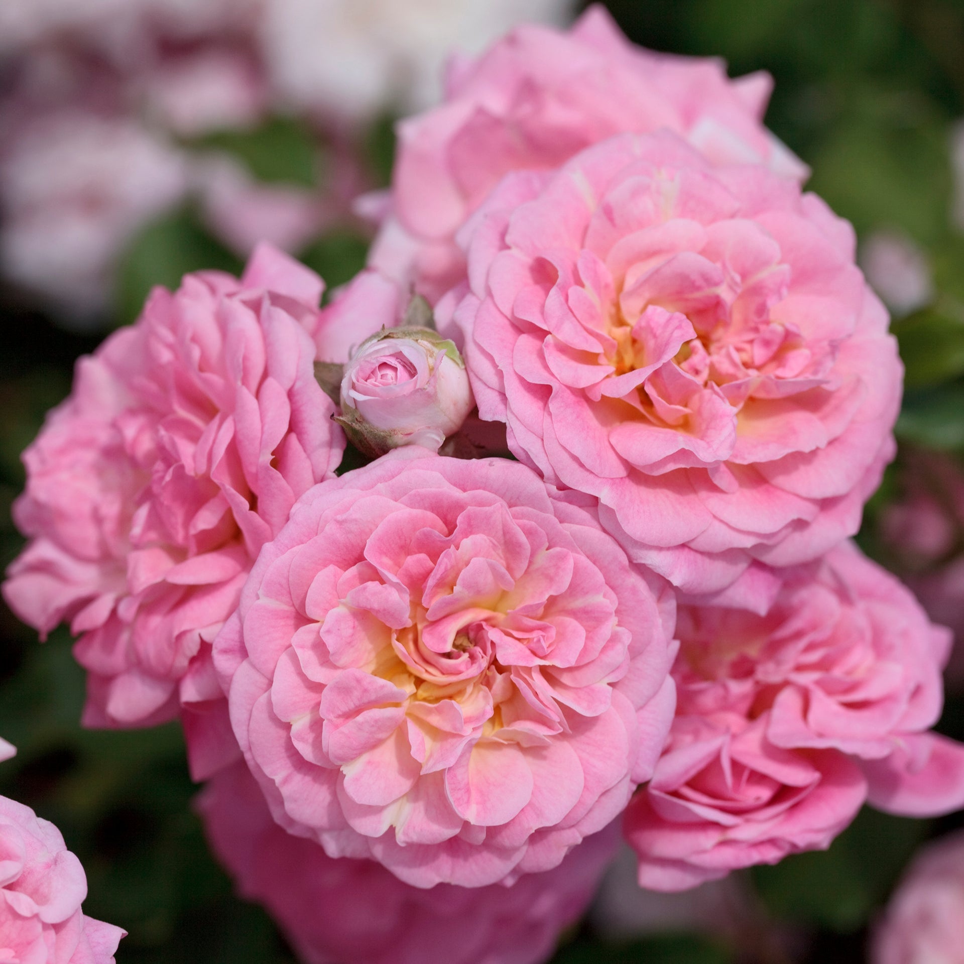 Sweet Drift - Star Roses and Plants – Wildwood Outdoor Living