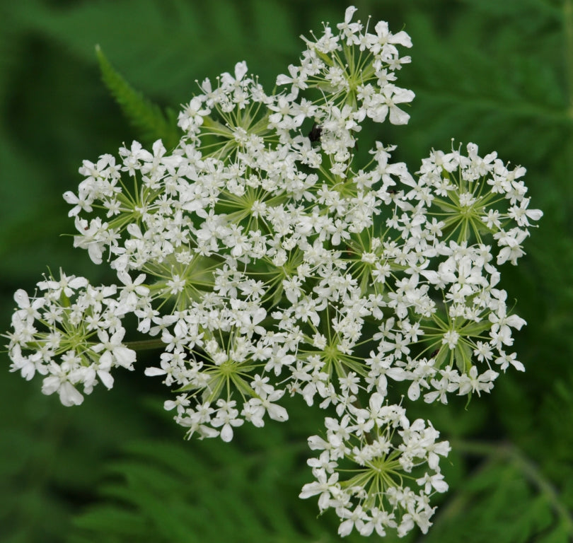 Sweet Cicely - Eagleridge Seeds