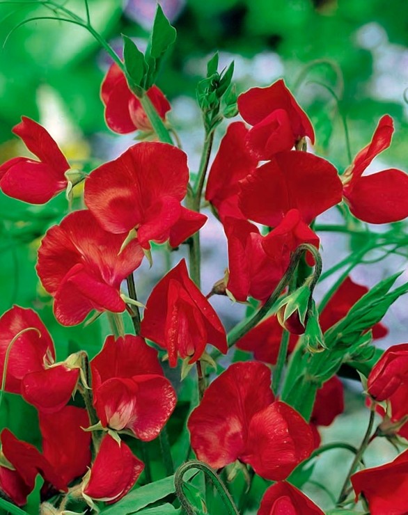 Sweet Pea Royal Scarlet - Pacific Northwest Seeds