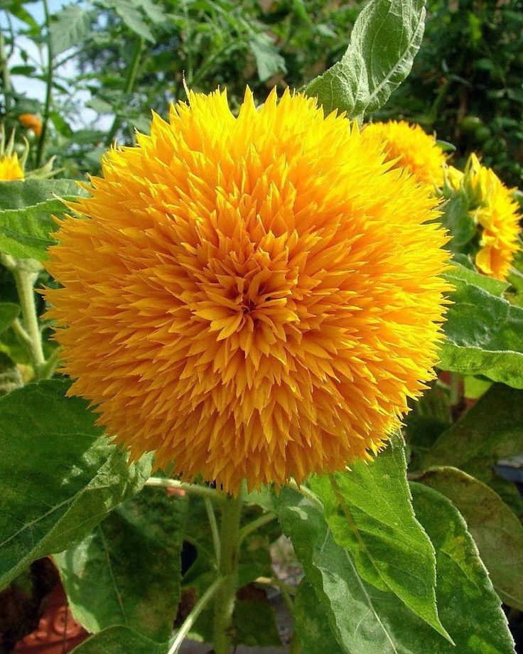 Sunflower Teddy Bear - Pacific Northwest Seeds