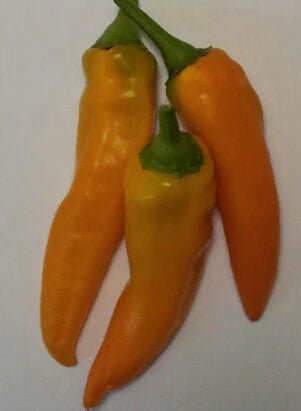Pepper Tequila Sunrise - Eagleridge Seeds