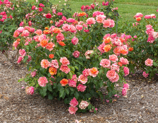 Tequila Supreme - Star Roses and Plants