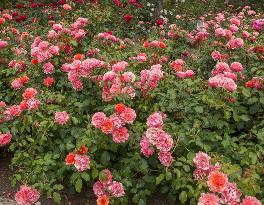 Tequila Supreme - Star Roses and Plants