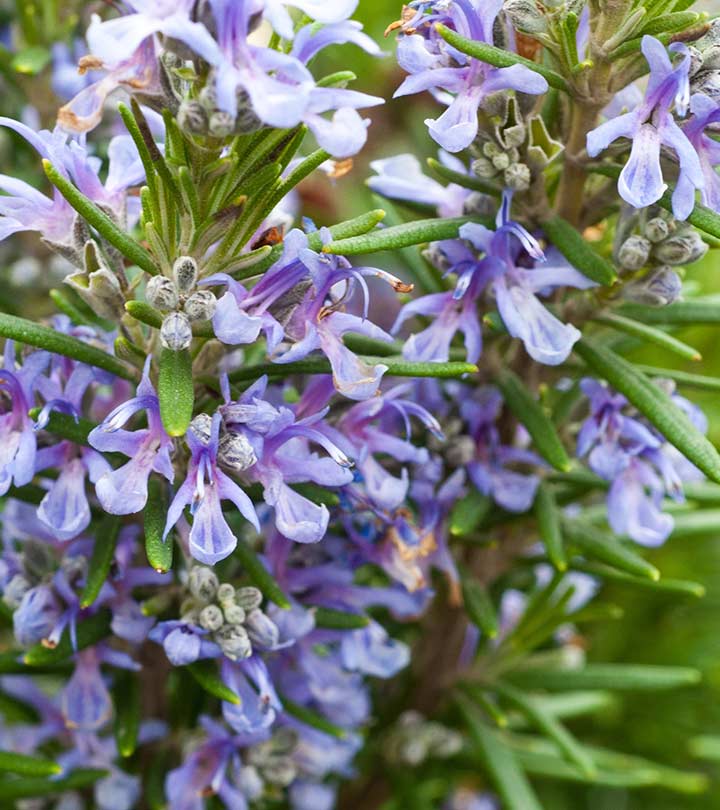 Rosemary - Pacific Northwest Seeds