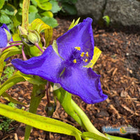 Tradescantia - Sweet Kate