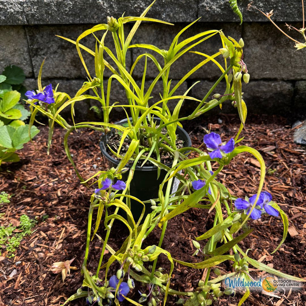 Tradescantia - Sweet Kate