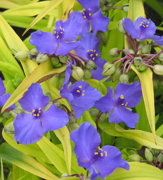 Tradescantia - Sweet Kate