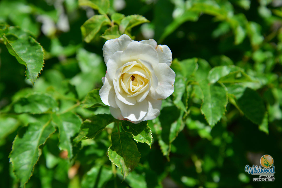 Tranquility - David Austin Rose