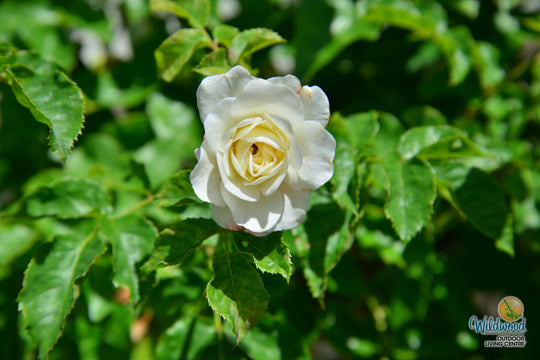 Tranquility - David Austin Rose