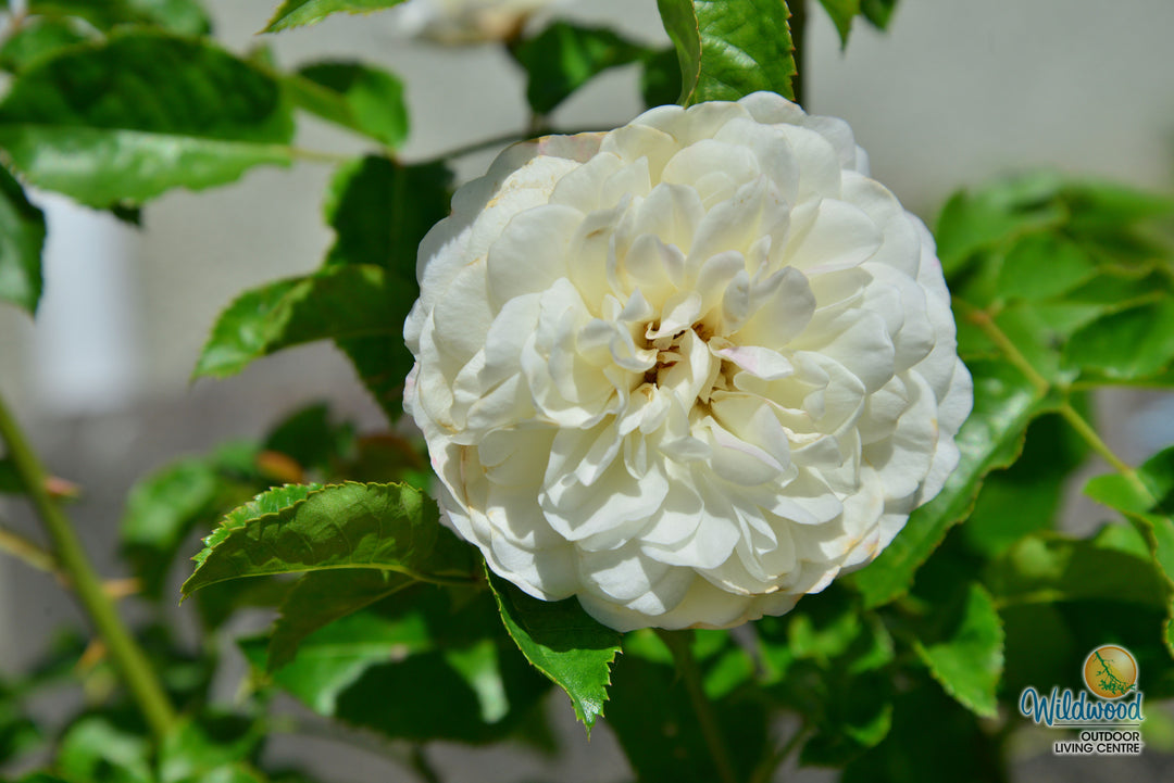 Tranquility - David Austin Rose