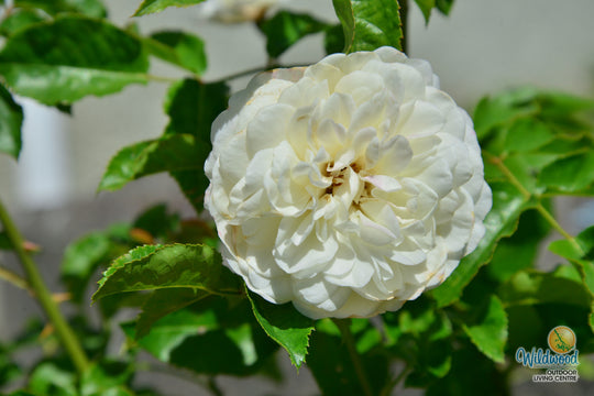 Tranquility - David Austin Rose