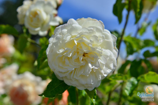 Tranquility - David Austin Rose