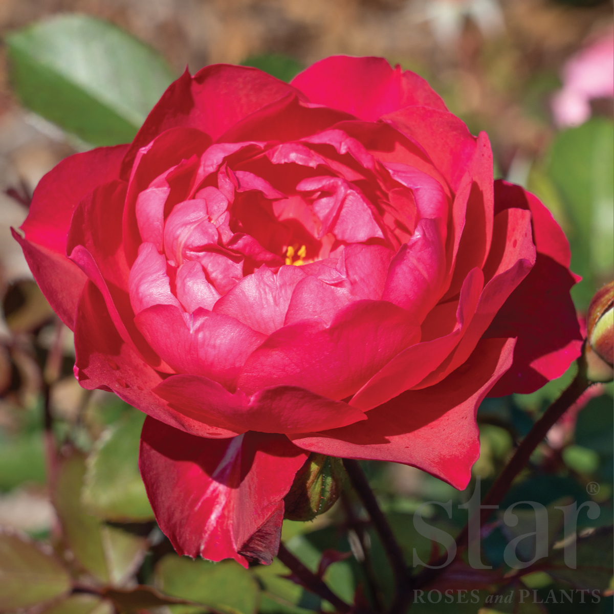 Triple Knock Out | Star Roses and Plants – Wildwood Outdoor Living