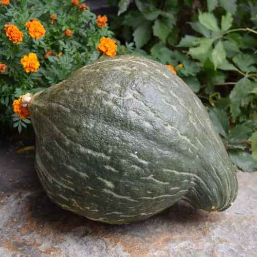 Squash Green Hubbard - Pacific Northwest Seeds