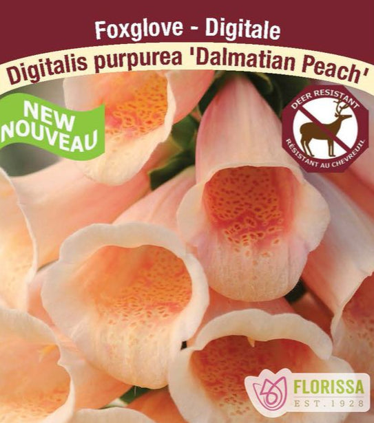 Foxglove - Digitalis Dalmatian Peach, 1 Pack