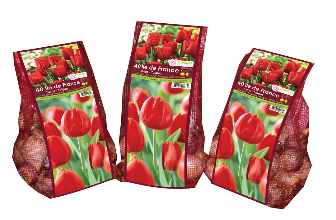 Tulip - Ile de France - Mesh Bag, 40 Pack