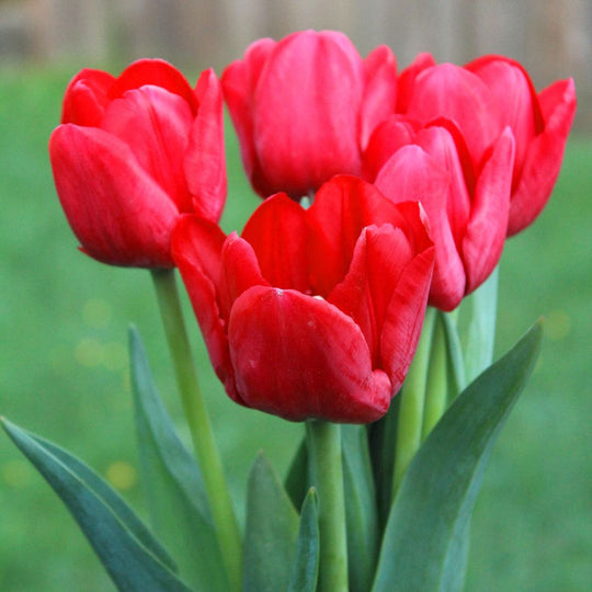 Tulip - Ile de France - Mesh Bag, 40 Pack