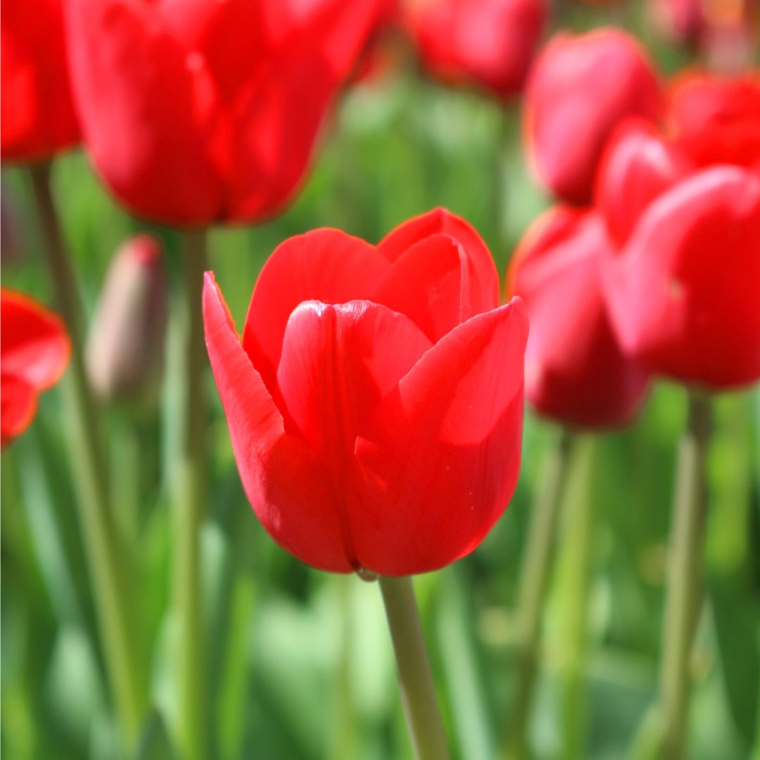 Tulip - Ile de France - Mesh Bag, 40 Pack