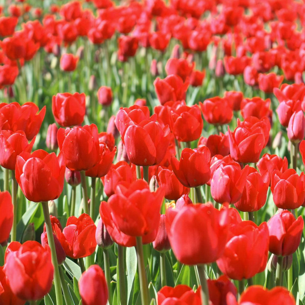 Tulip - Ile de France - Mesh Bag, 40 Pack